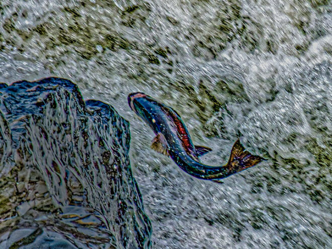 Featured image for LIVE BROADCAST: “Celilo Falls” by Nancy Ives on All Classical Radio and next RII album - blog post