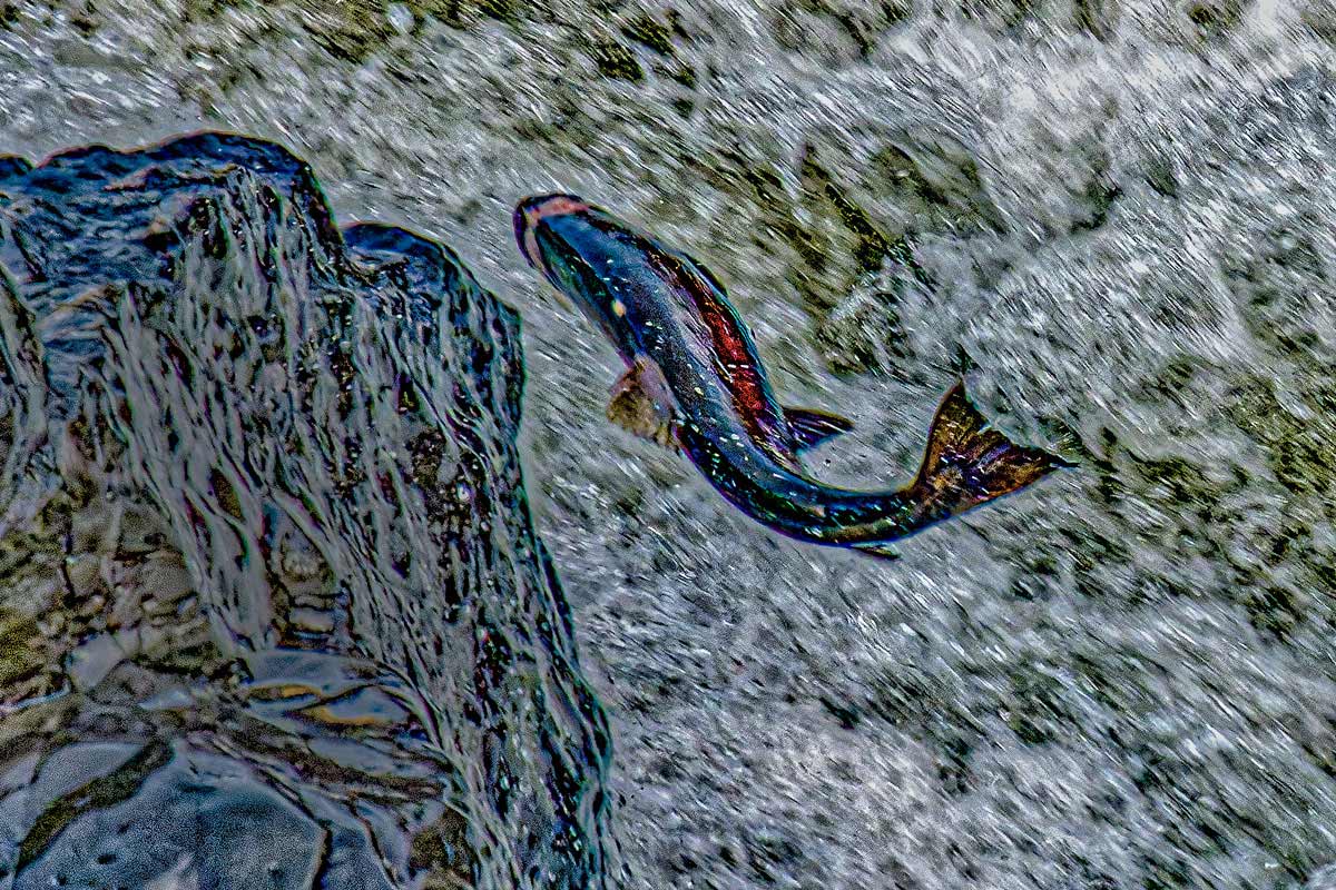 Scenes from Celilo: A salmon in the Columbia River Gorge. Photo by Joe Cantrell.