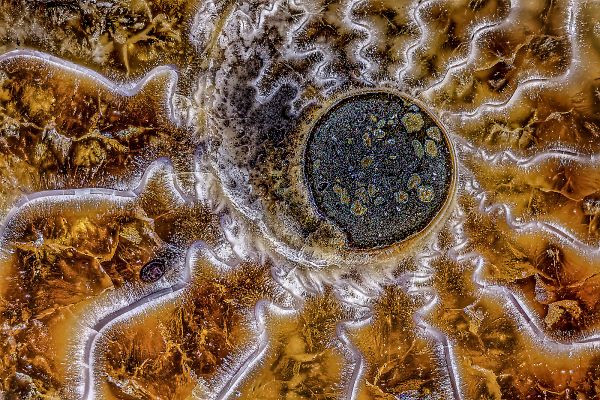 Photo of the inside of an Ammonite