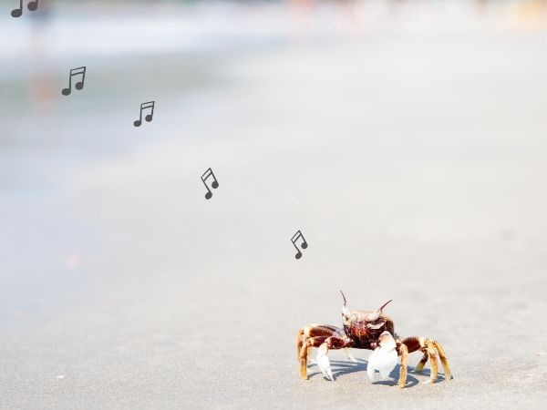 crab on beach with musical notes