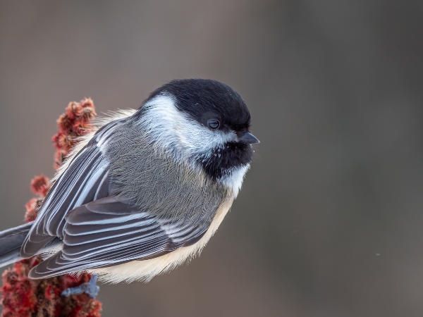 tiny grey bird with black head